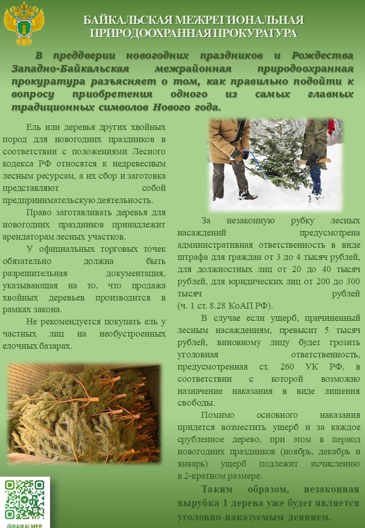 По приобретению одного из самых главных традиционных символов Нового года.